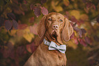 Magyar Vizsla with bowtie