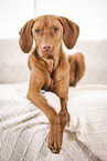 Magyar Vizsla on the sofa