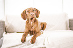 Magyar Vizsla on the sofa