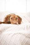 Magyar Vizsla on the sofa