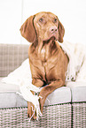 Magyar Vizsla on the sofa