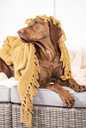 Magyar Vizsla on the sofa