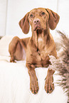 Magyar Vizsla on the sofa