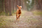 young Magyar Vizsla