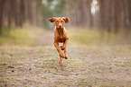 young Magyar Vizsla