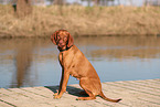 Magyar Vizsla in autumn