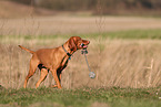 Magyar Vizsla in autumn