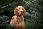 male Magyar Vizsla