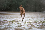 shorthaired Magyar Vizsla