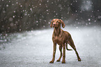 shorthaired Magyar Vizsla