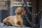 adult Magyar Vizsla