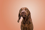 Magyar Vizsla Portrait