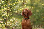 young Magyar Vizsla