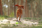 young Magyar Vizsla