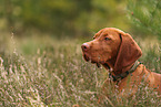 young Magyar Vizsla