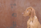 Magyar Vizsla Puppy