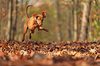 young Magyar Vizsla