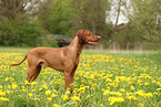 Magyar Vizsla