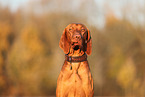 Magyar Vizsla