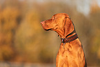 Magyar Vizsla