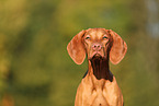 Magyar Vizsla