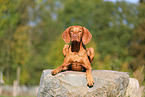 Magyar Vizsla