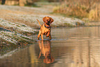 young Magyar Vizsla