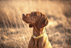 Magyar Vizsla