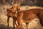 Magyar Vizsla