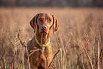 Magyar Vizsla