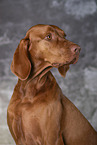 Magyar Vizsla