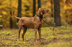 female Magyar Vizsla