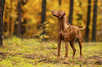 female Magyar Vizsla