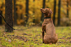 female Magyar Vizsla