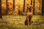 female Magyar Vizsla