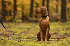 female Magyar Vizsla