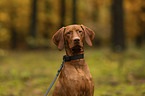 female Magyar Vizsla