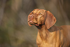 Magyar Vizsla