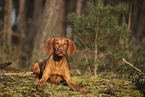 Magyar Vizsla