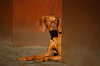 Magyar Vizsla