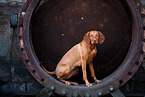 Magyar Vizsla