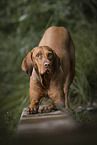 Magyar Vizsla