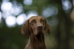 Magyar Vizsla