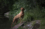 Magyar Vizsla