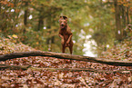 Magyar Vizsla in autumn