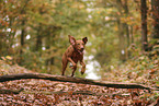 Magyar Vizsla in autumn