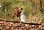 Magyar Vizsla in autumn
