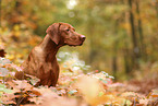 Magyar Vizsla in autumn