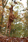 Magyar Vizsla in autumn