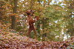 Magyar Vizsla in autumn